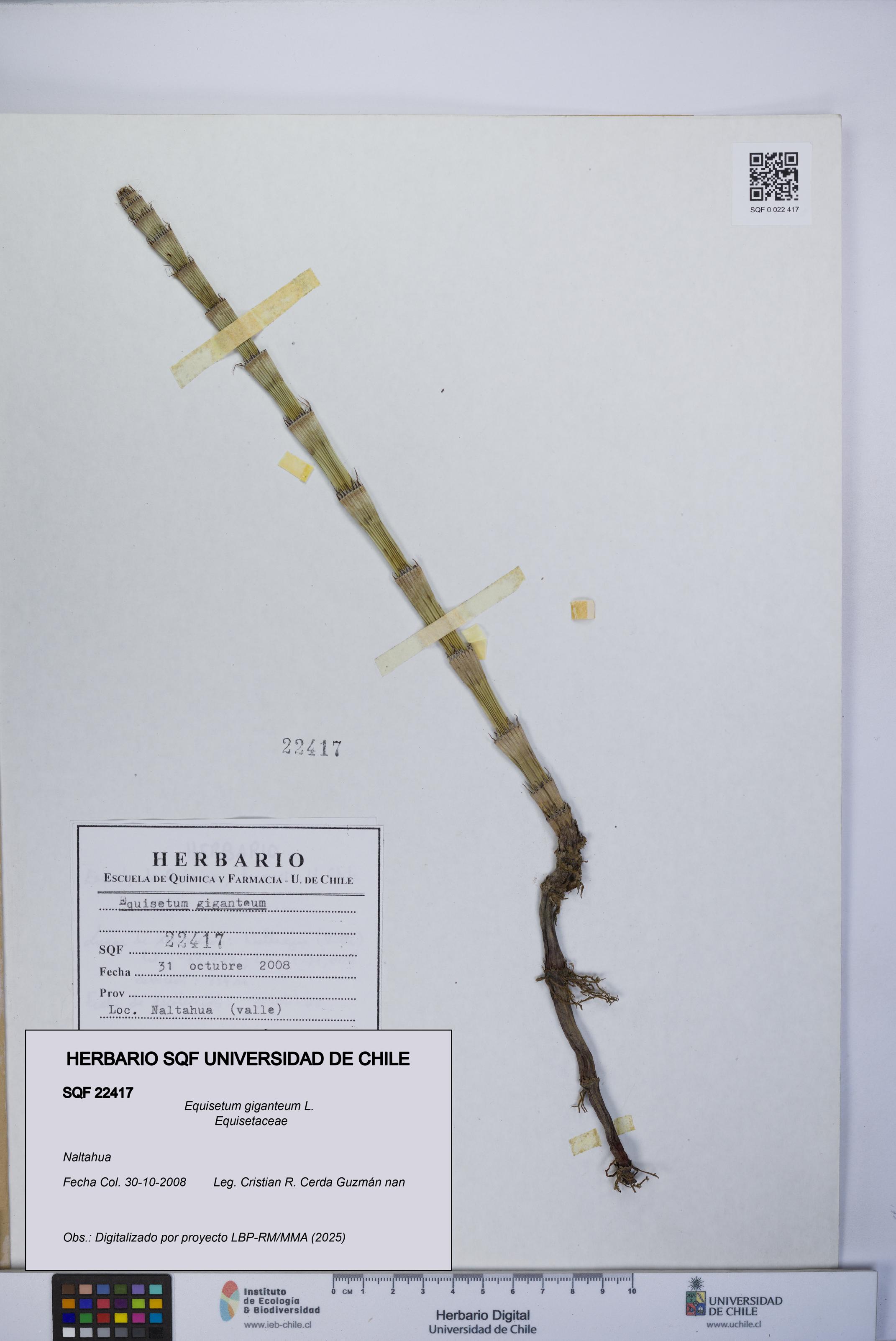 Equisetum giganteum [Espécimen: UCH:SQF:0022417]