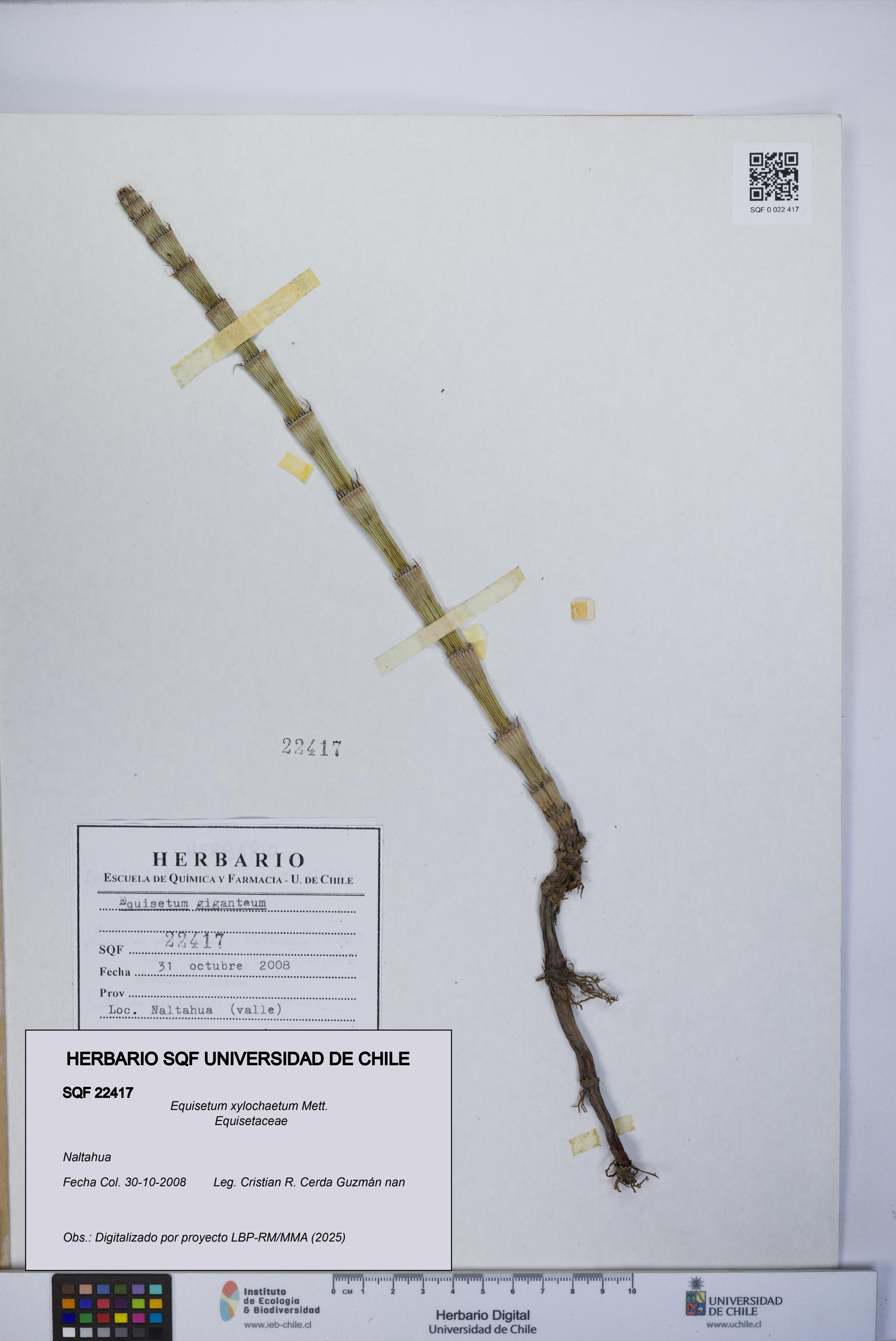 Equisetum xylochaetum [Espécimen: UCH:SQF:0022417]