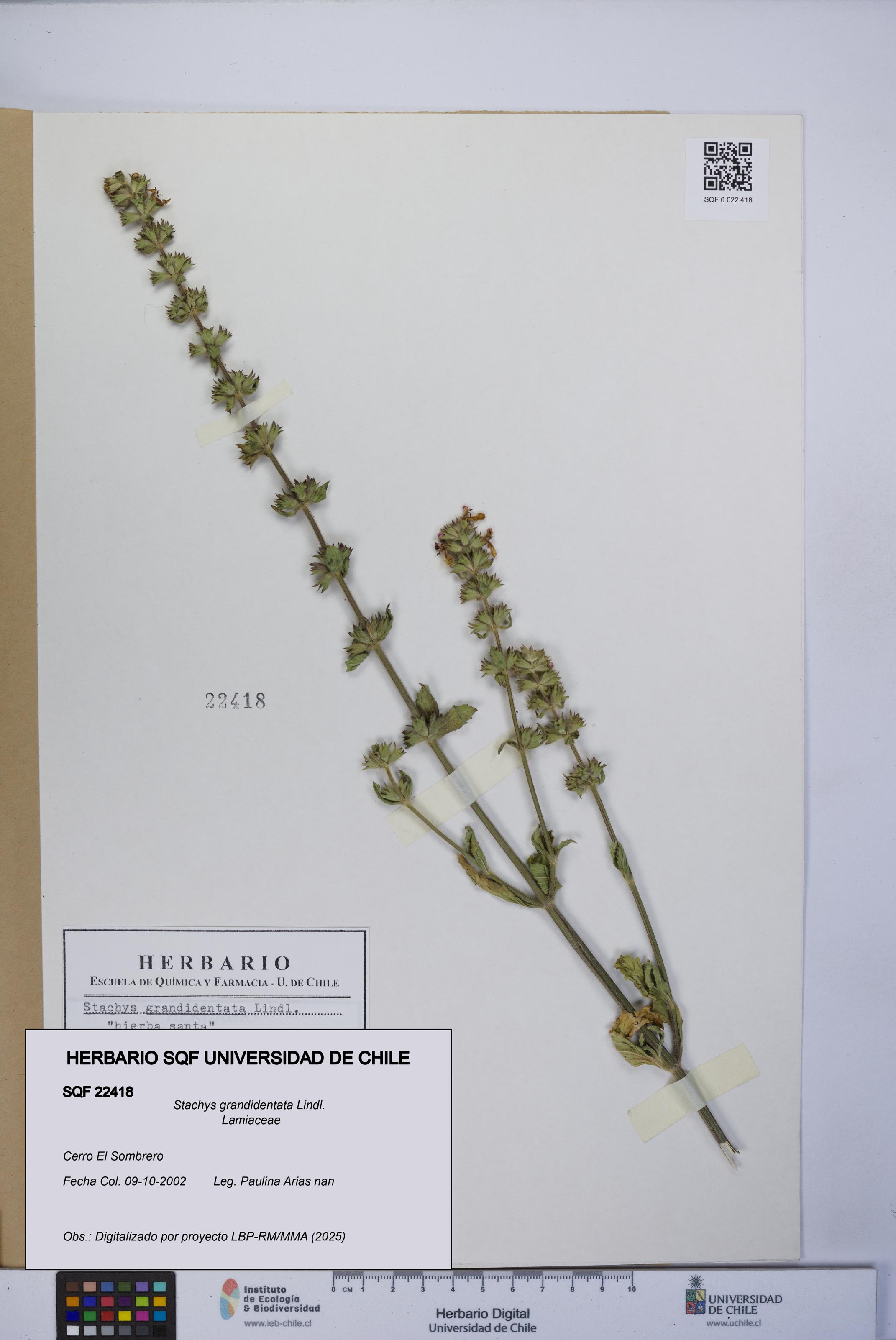 Stachys grandidentata [Espécimen: UCH:SQF:0022418]