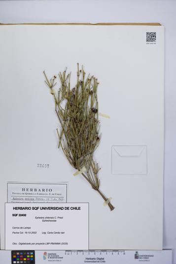 Ephedra chilensis [Espécimen: UCH:SQF:0022432]