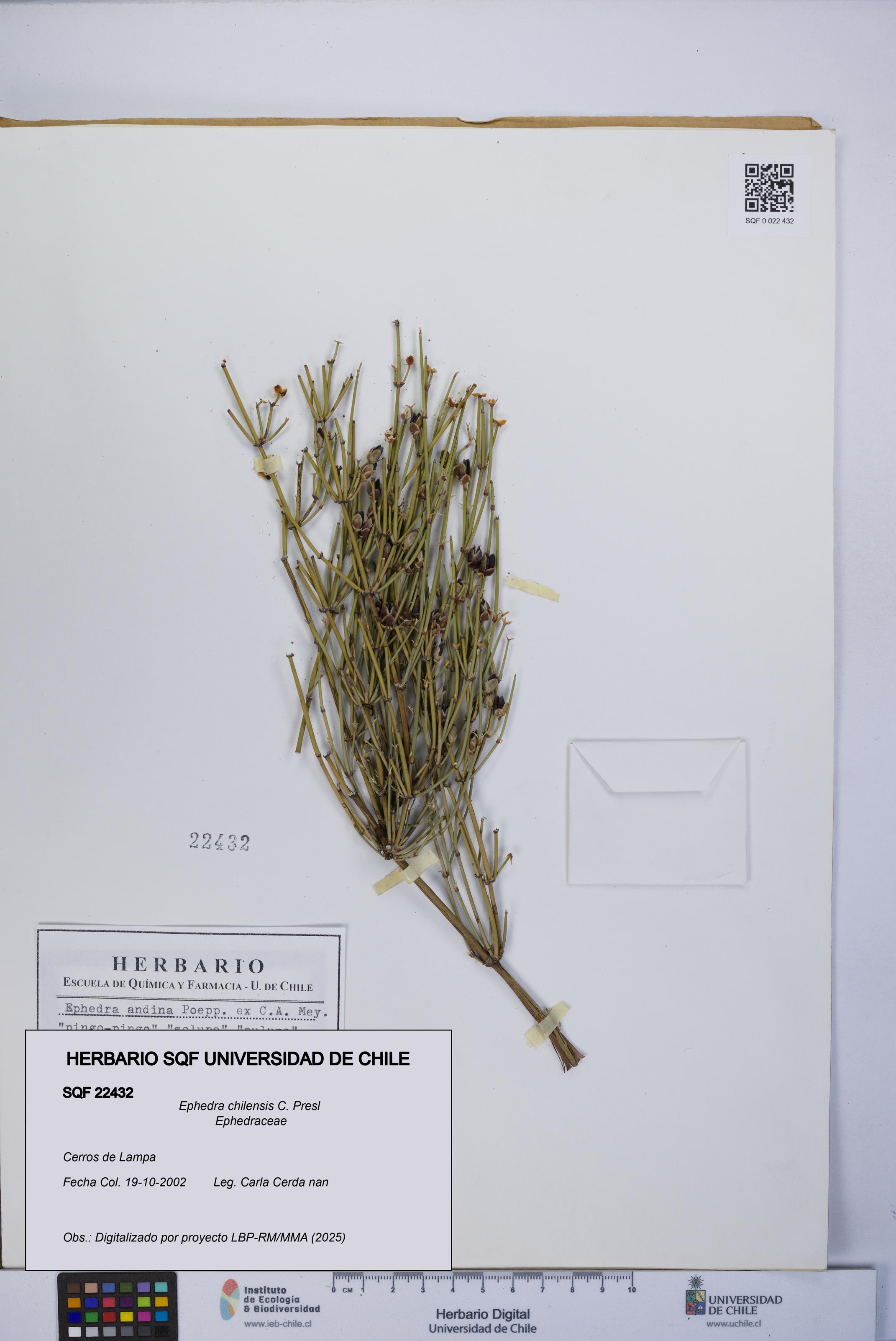 Ephedra chilensis [Espécimen: UCH:SQF:0022432]