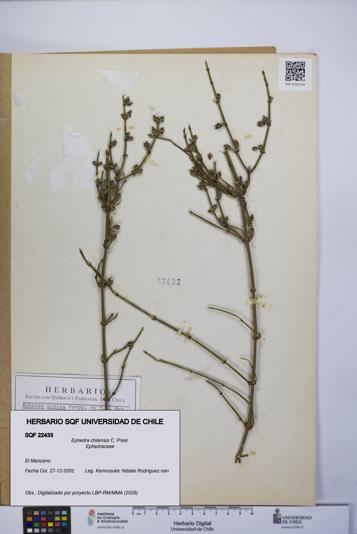 Ephedra chilensis [Espécimen: UCH:SQF:0022433]