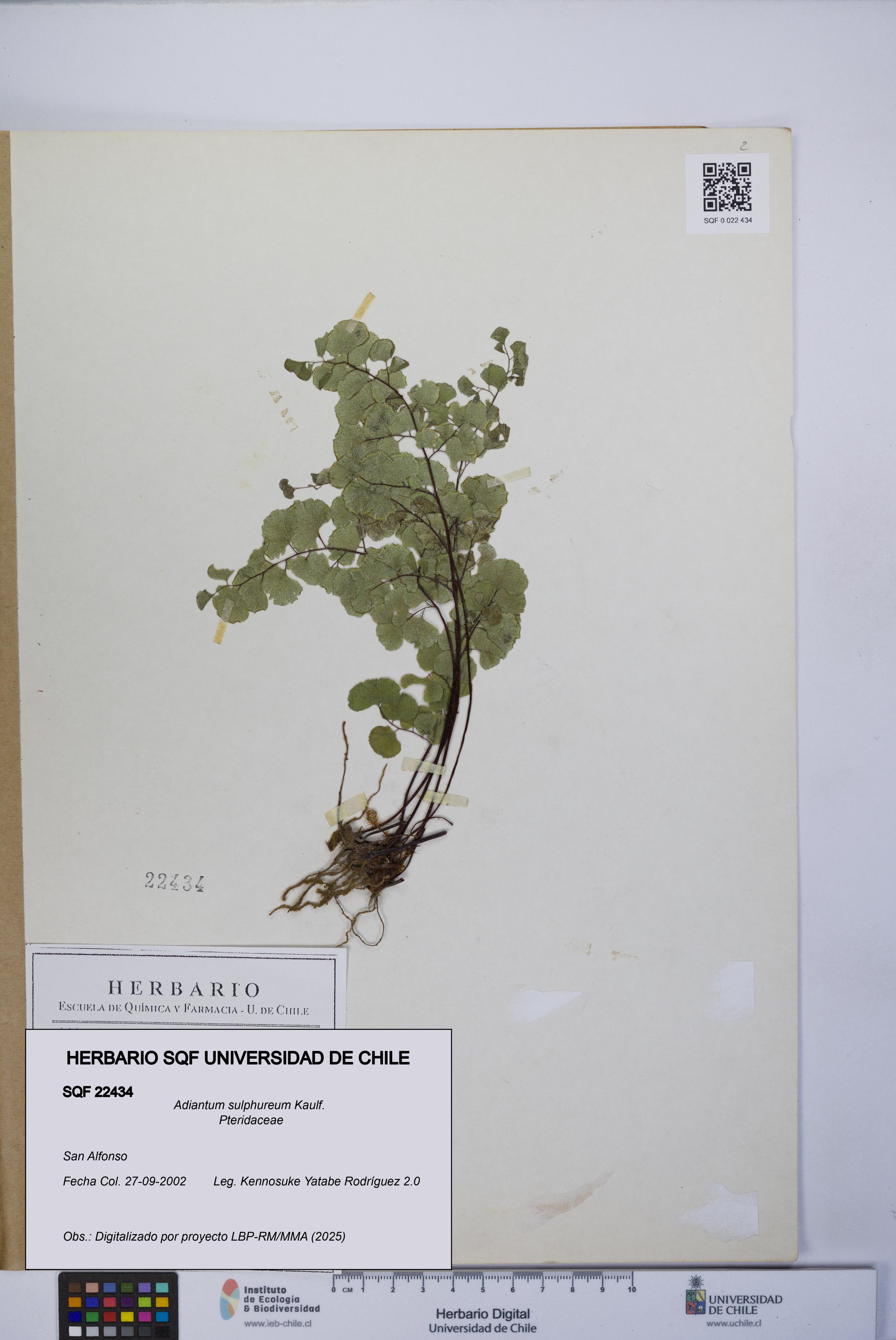 Adiantum sulphureum [Espécimen: UCH:SQF:0022434]