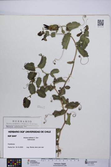 Mutisia latifolia [Espécimen: UCH:SQF:0022437]