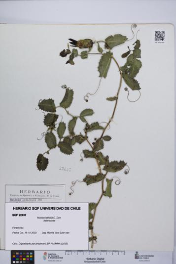 Mutisia latifolia [Espécimen: UCH:SQF:0022437]