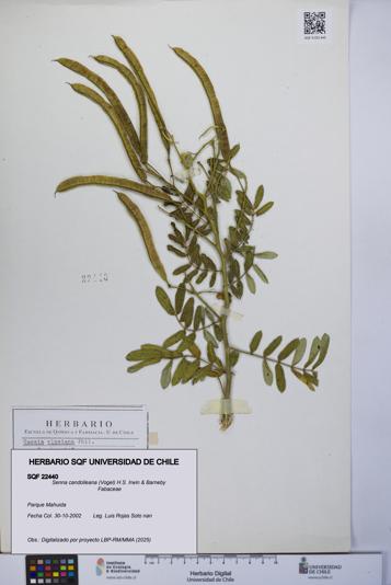 Senna candolleana [Espécimen: UCH:SQF:0022440]