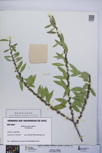 Maytenus boaria [Espécimen: UCH:SQF:0022441]