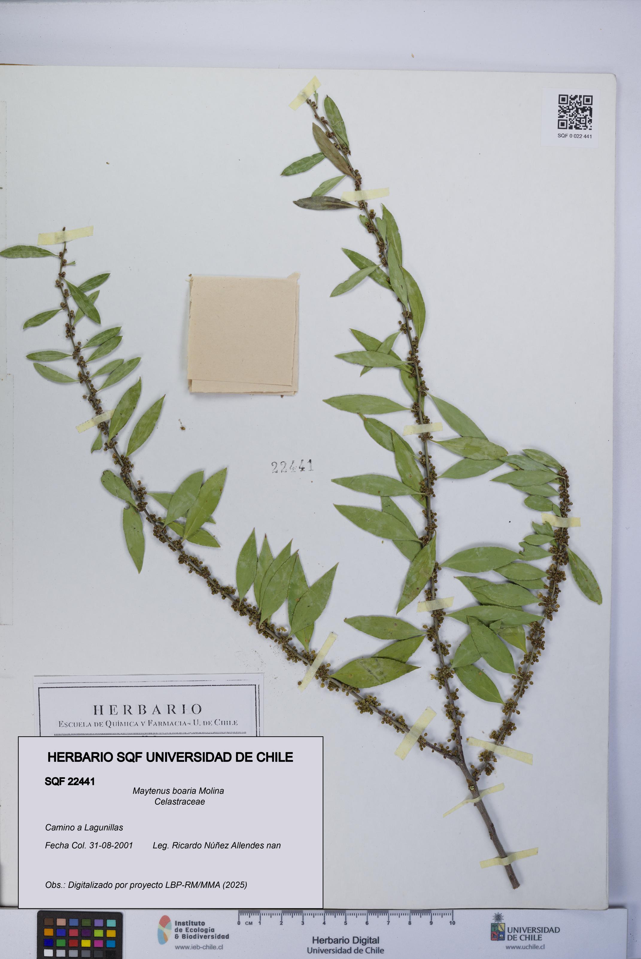 Maytenus boaria [Espécimen: UCH:SQF:0022441]