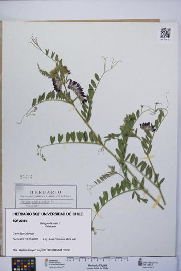 Galega officinalis [Espécimen: UCH:SQF:0022454]