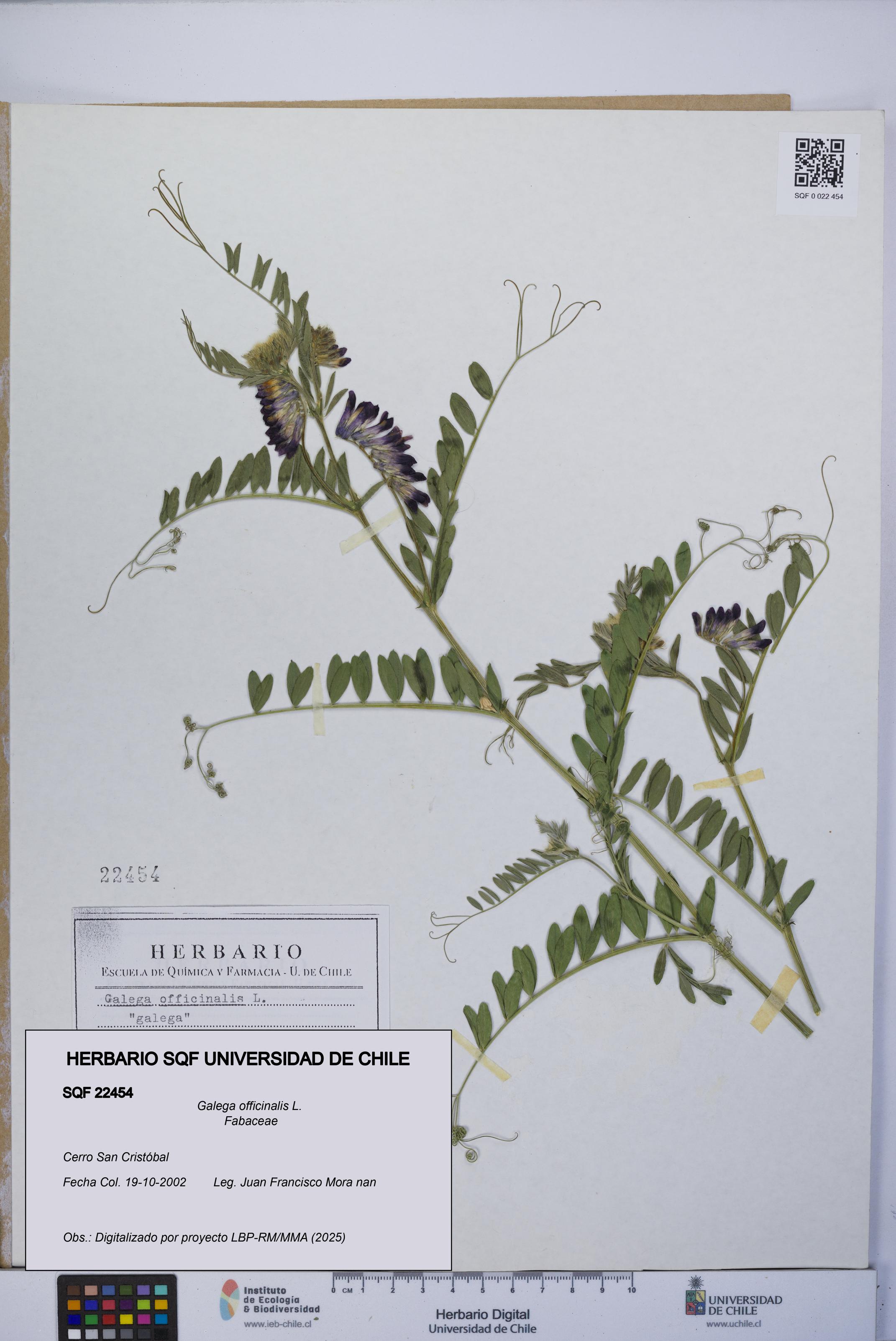 Galega officinalis [Espécimen: UCH:SQF:0022454]