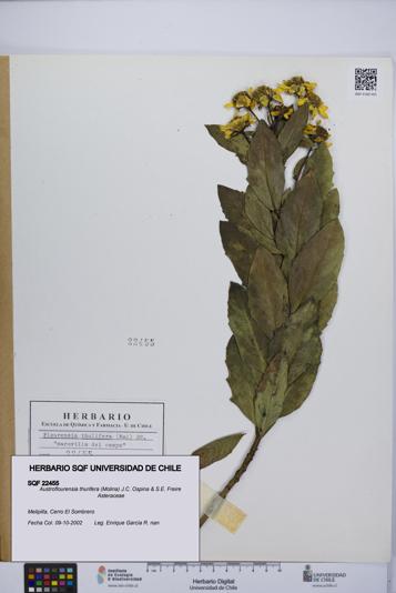Austroflourensia thurifera [Espécimen: UCH:SQF:0022455]
