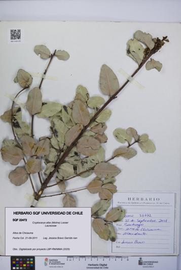Cryptocarya alba [Espécimen: UCH:SQF:0022472]