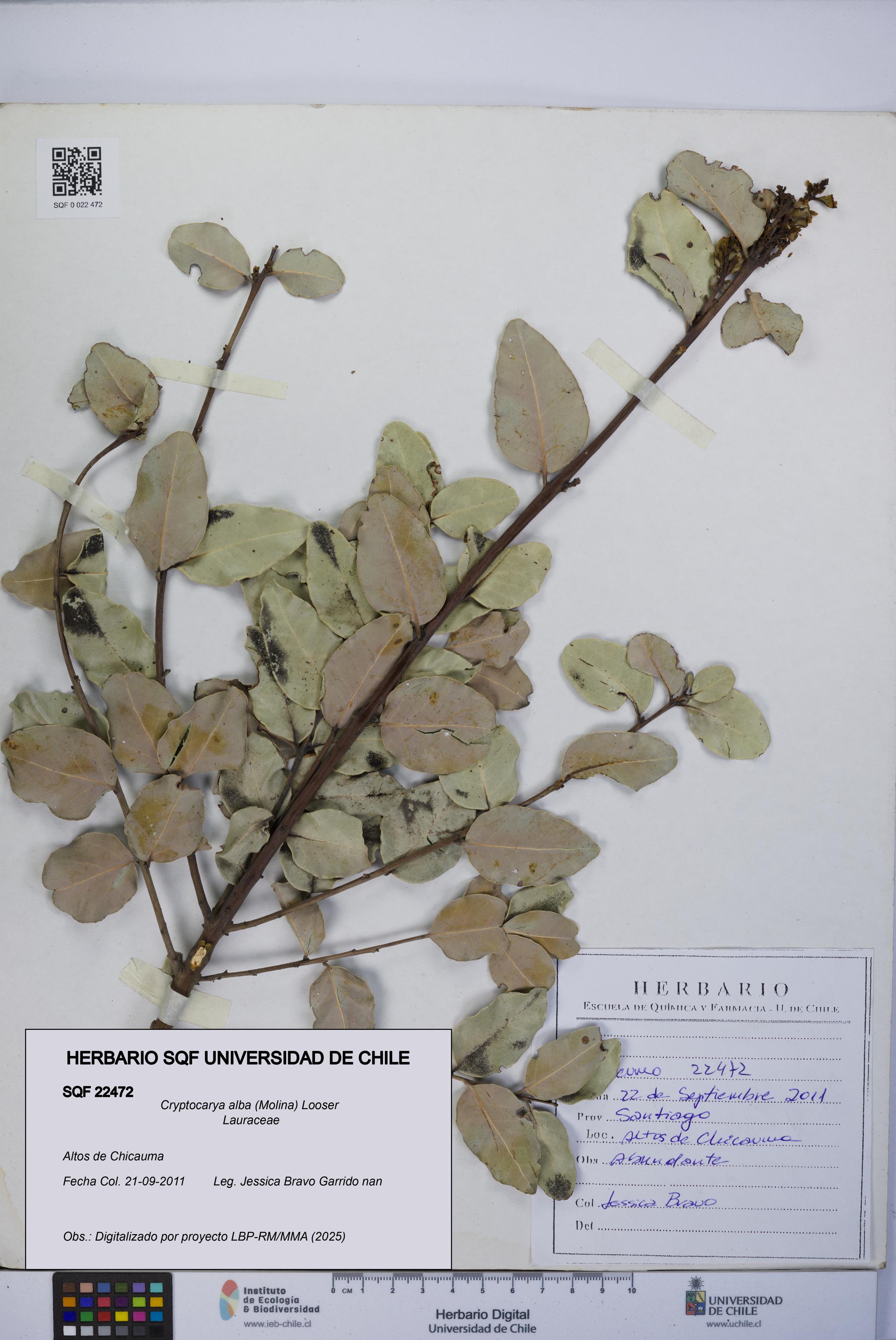 Cryptocarya alba [Espécimen: UCH:SQF:0022472]