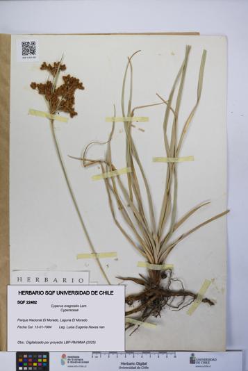 Cyperus eragrostis [Espécimen: UCH:SQF:0022482]