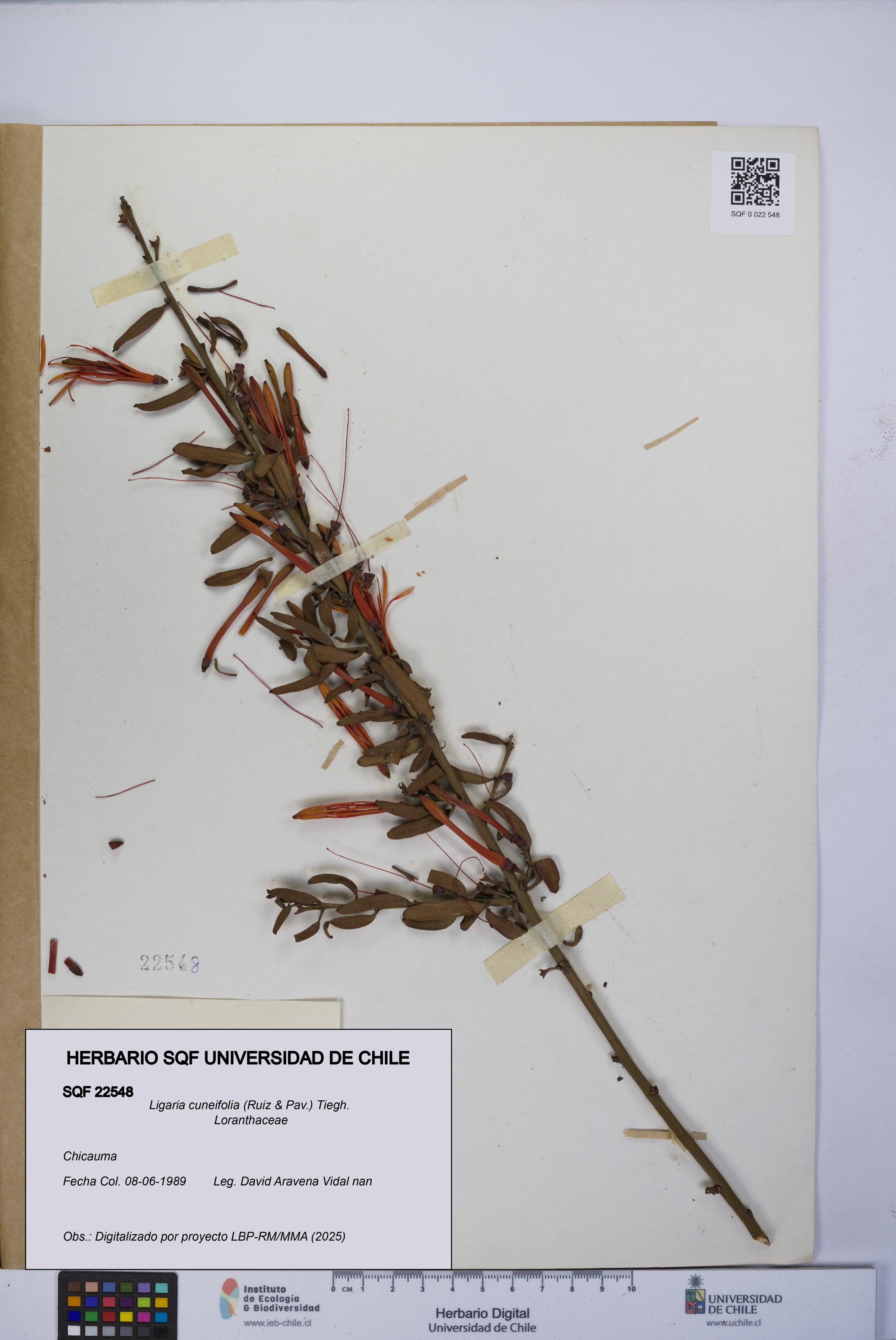 Ligaria cuneifolia [Espécimen: UCH:SQF:0022548]