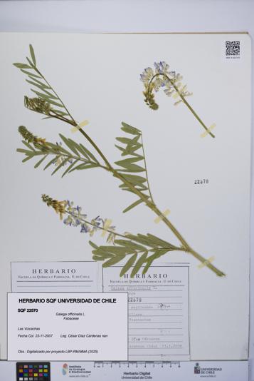 Galega officinalis [Espécimen: UCH:SQF:0022570]