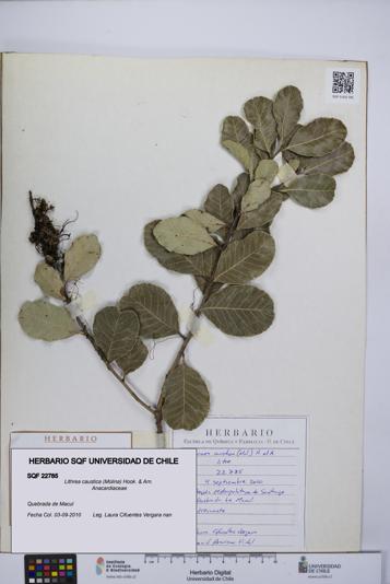 Lithrea caustica [Espécimen: UCH:SQF:0022785]