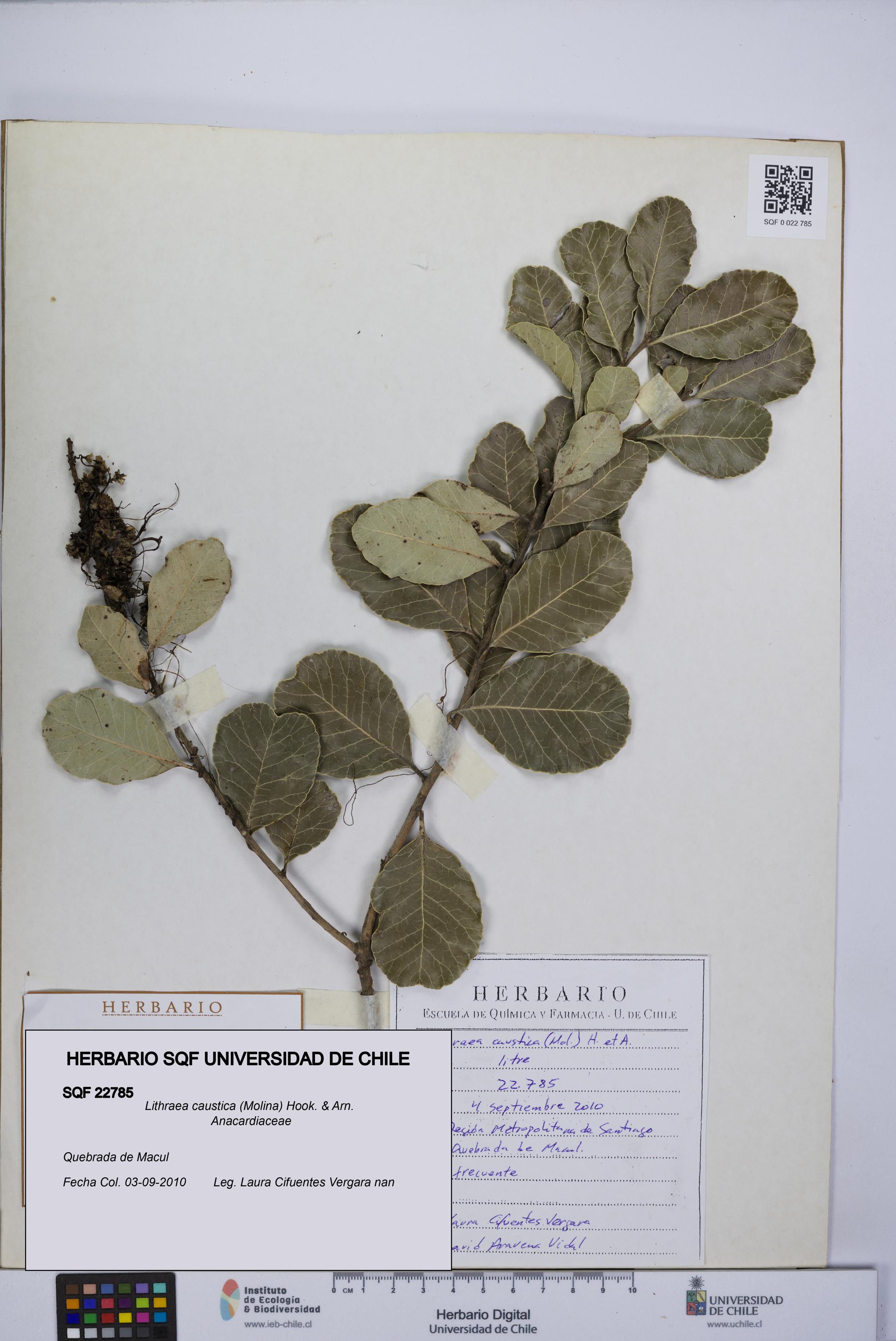 Lithraea caustica [Espécimen: UCH:SQF:0022785]