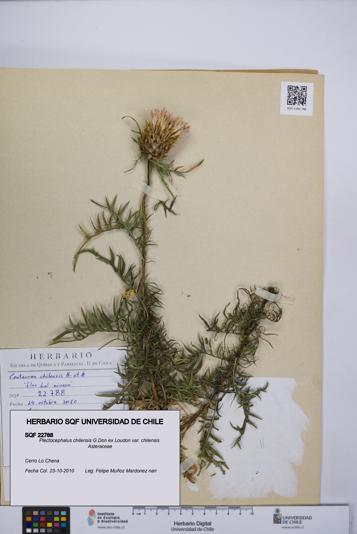 Plectocephalus chilensis var. chilensis [Espécimen: UCH:SQF:0022788]