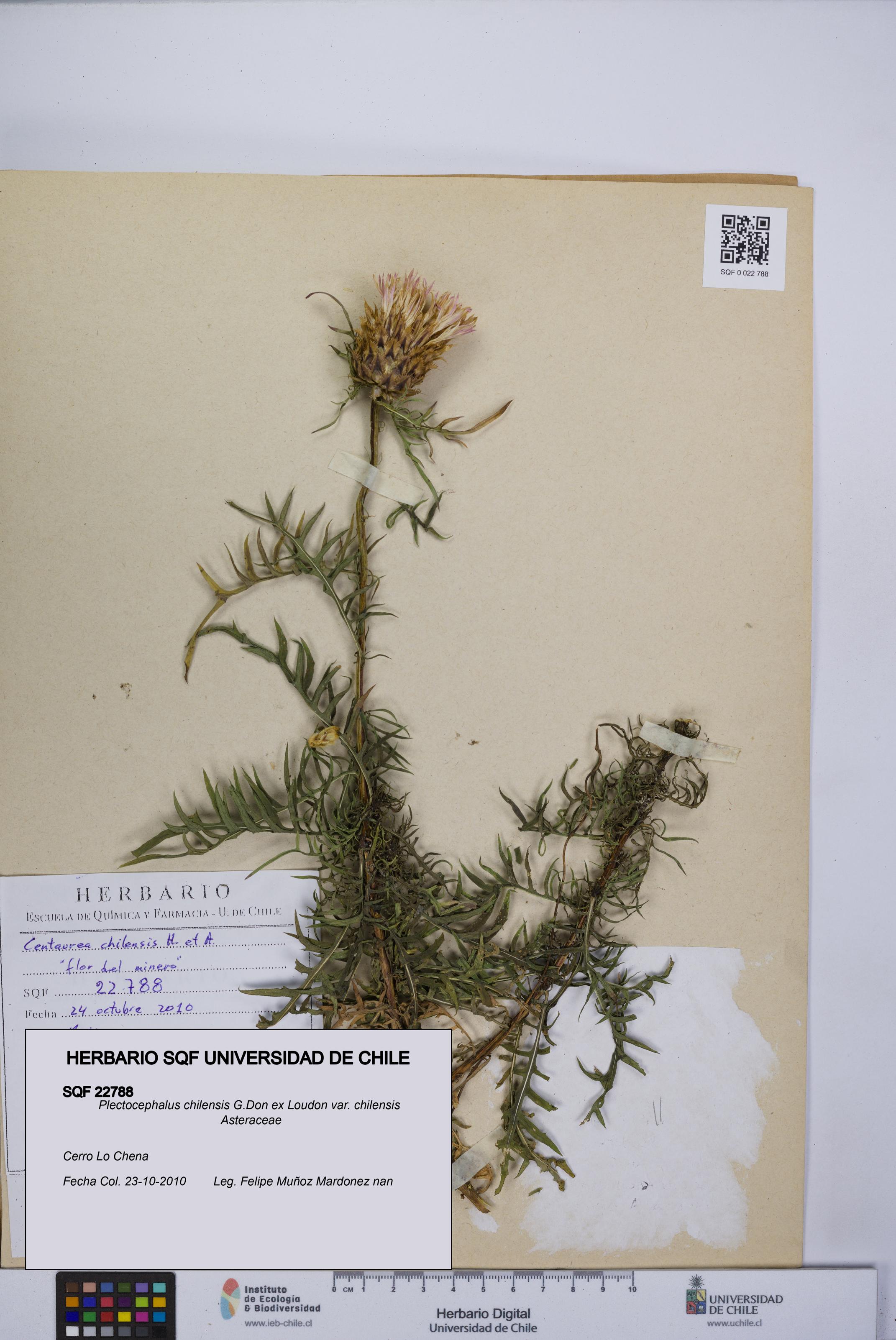 Plectocephalus chilensis var. chilensis [Espécimen: UCH:SQF:0022788]