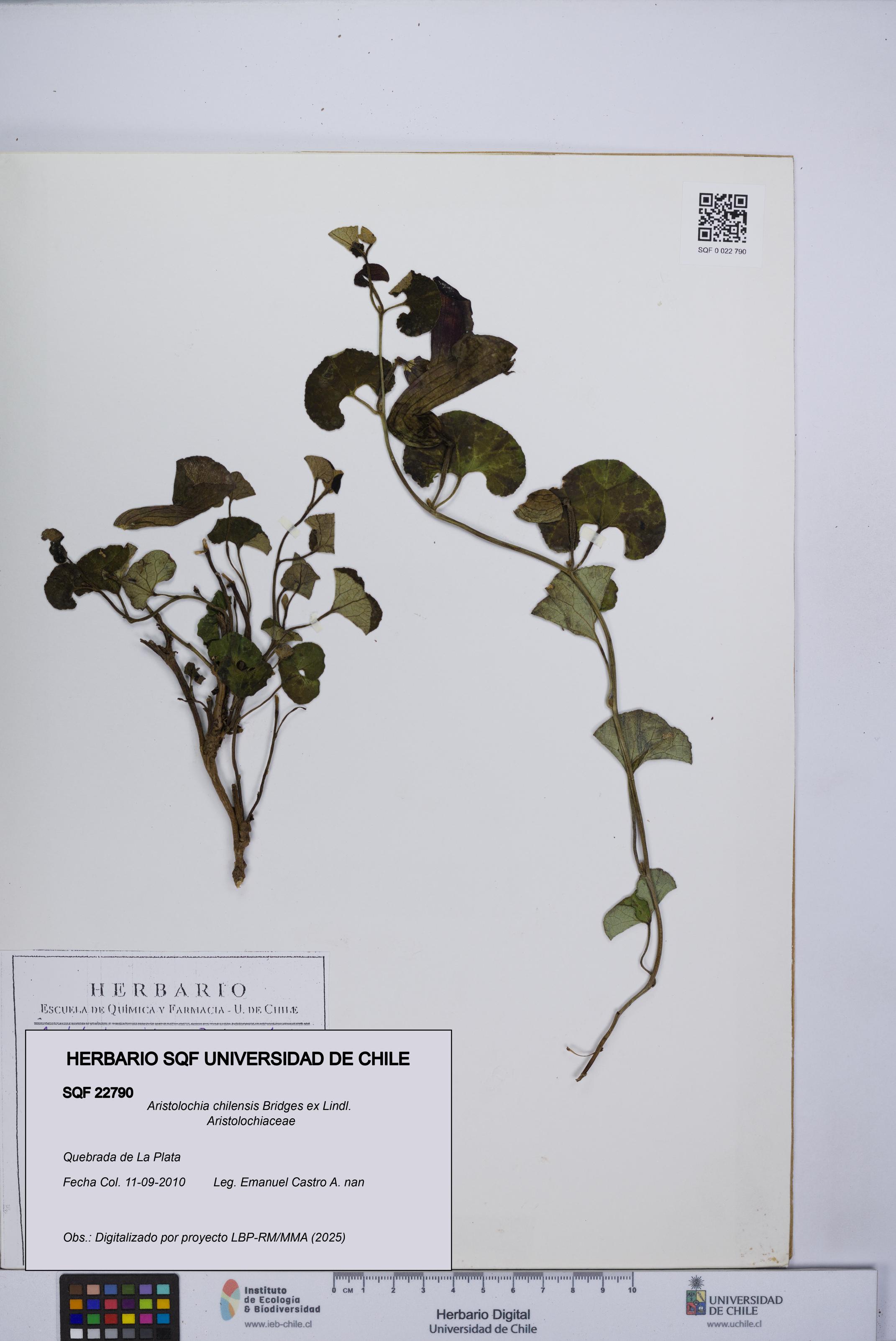 Aristolochia chilensis [Espécimen: UCH:SQF:0022790]