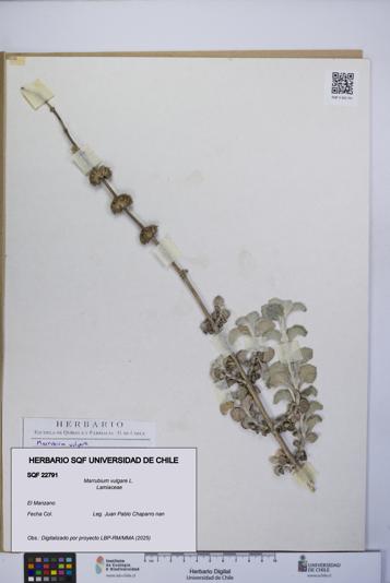 Marrubium vulgare [Espécimen: UCH:SQF:0022791]