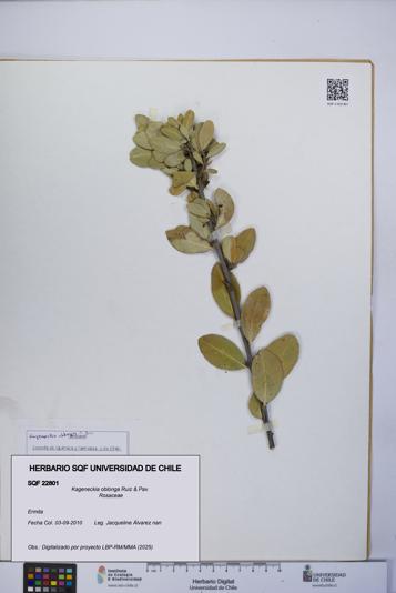 Kageneckia oblonga [Espécimen: UCH:SQF:0022801]
