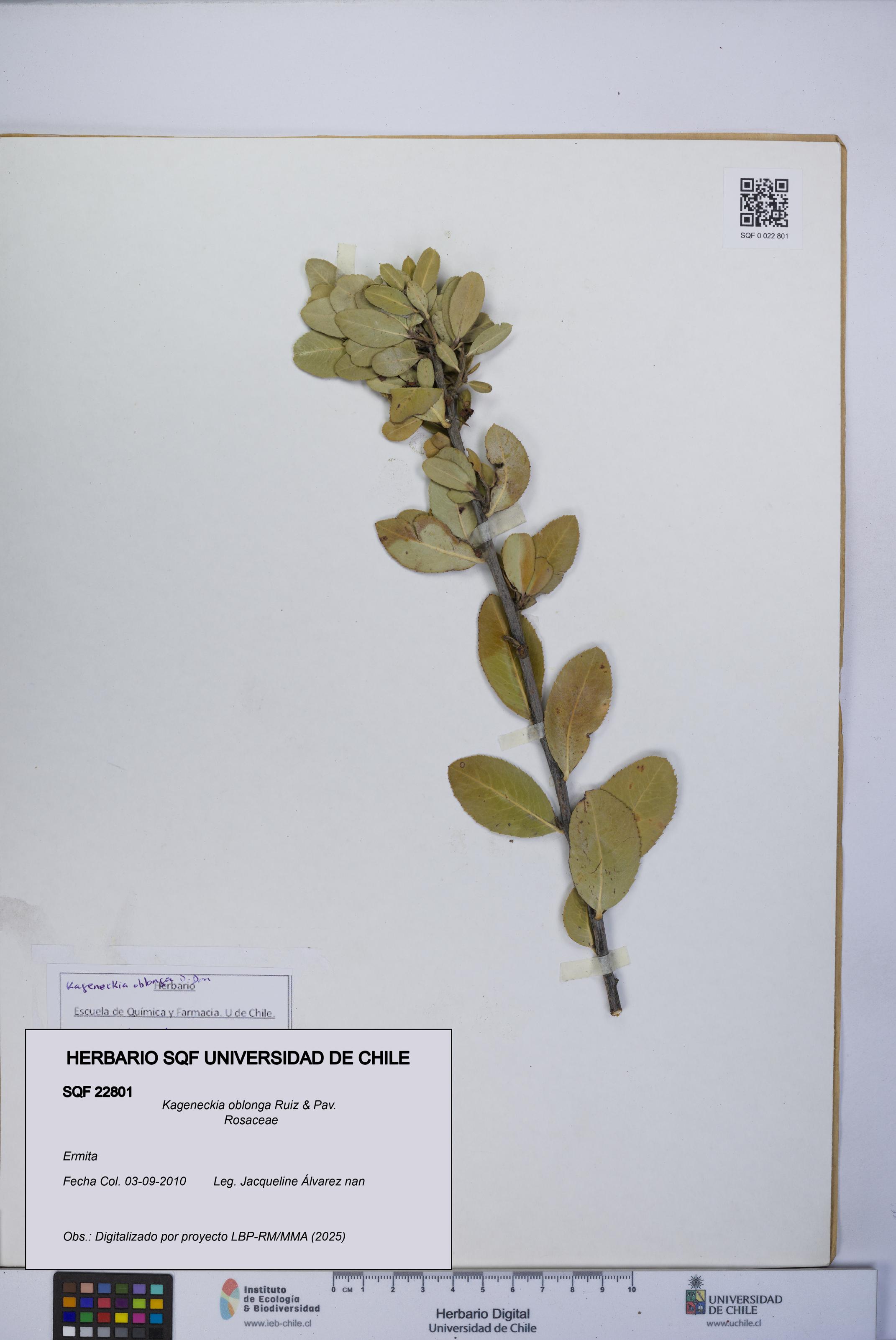 Kageneckia oblonga [Espécimen: UCH:SQF:0022801]