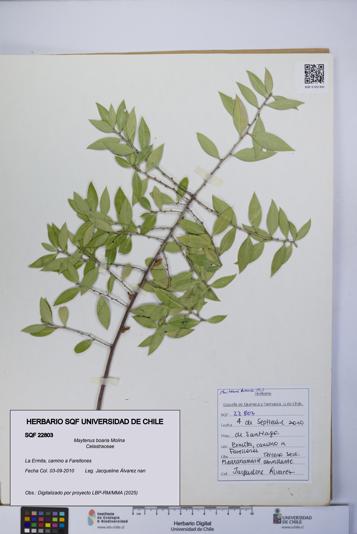 Maytenus boaria [Espécimen: UCH:SQF:0022803]