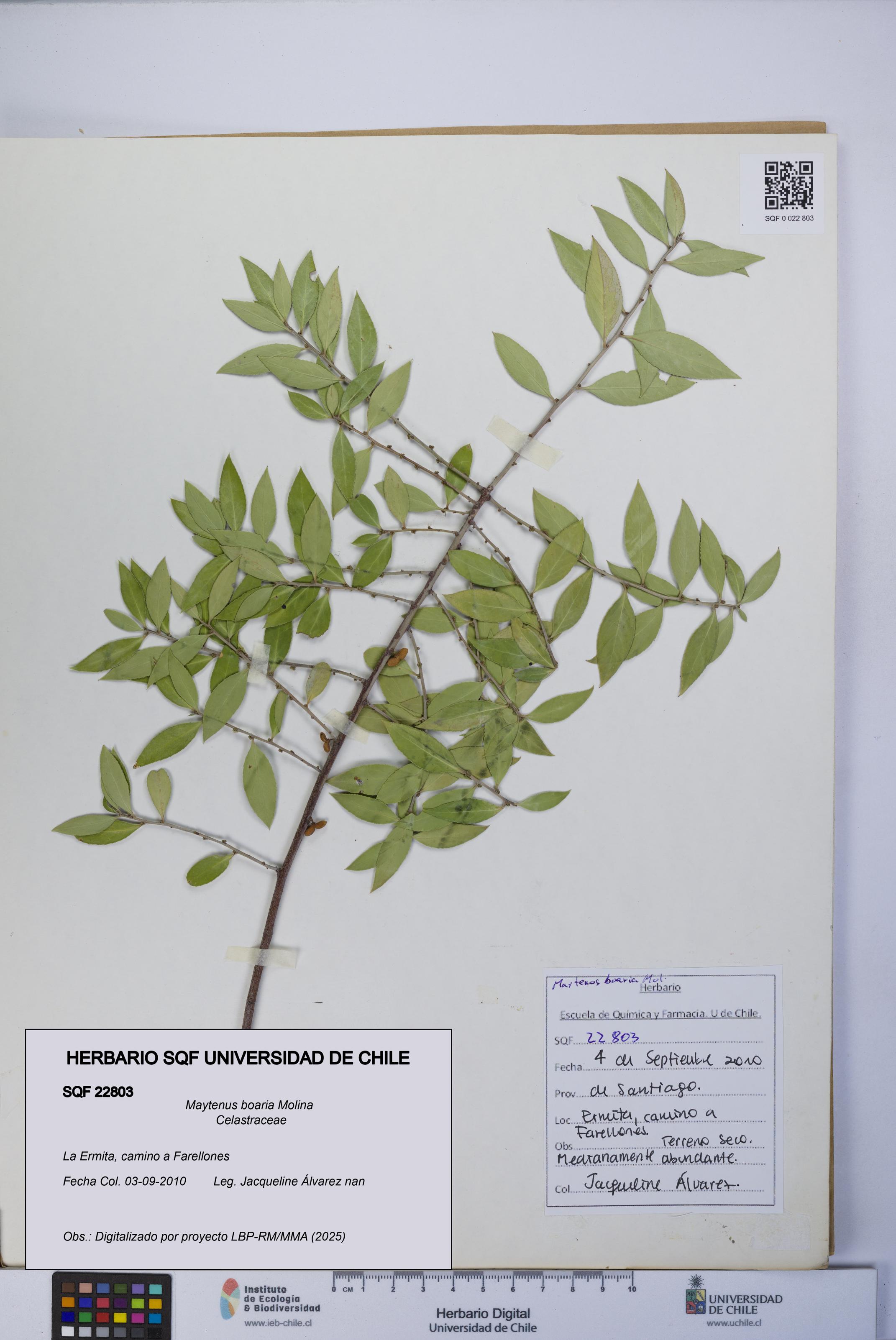 Maytenus boaria [Espécimen: UCH:SQF:0022803]