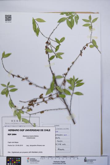 Maytenus boaria [Espécimen: UCH:SQF:0022804]