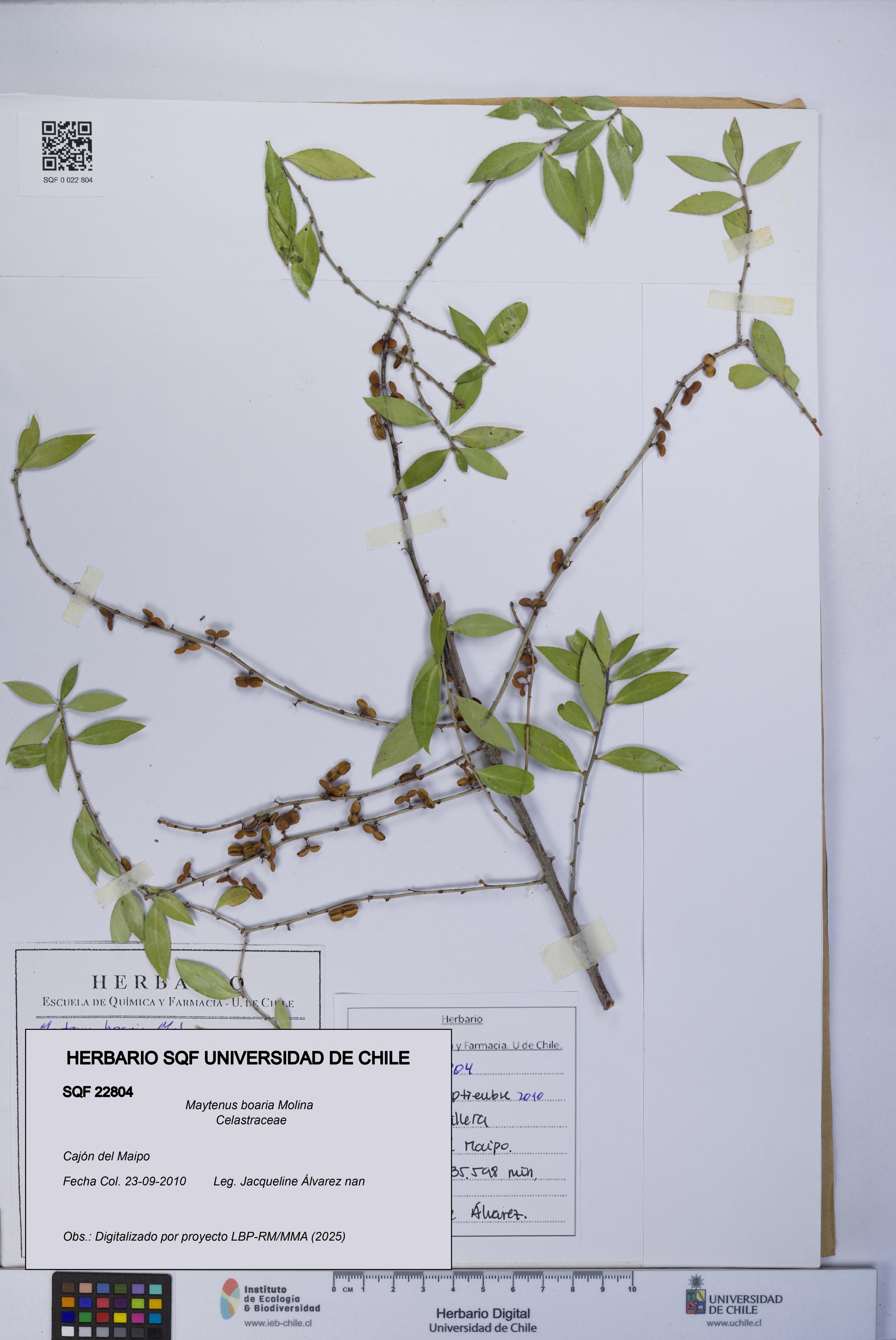 Maytenus boaria [Espécimen: UCH:SQF:0022804]