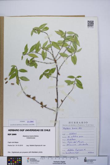 Maytenus boaria [Espécimen: UCH:SQF:0022805]