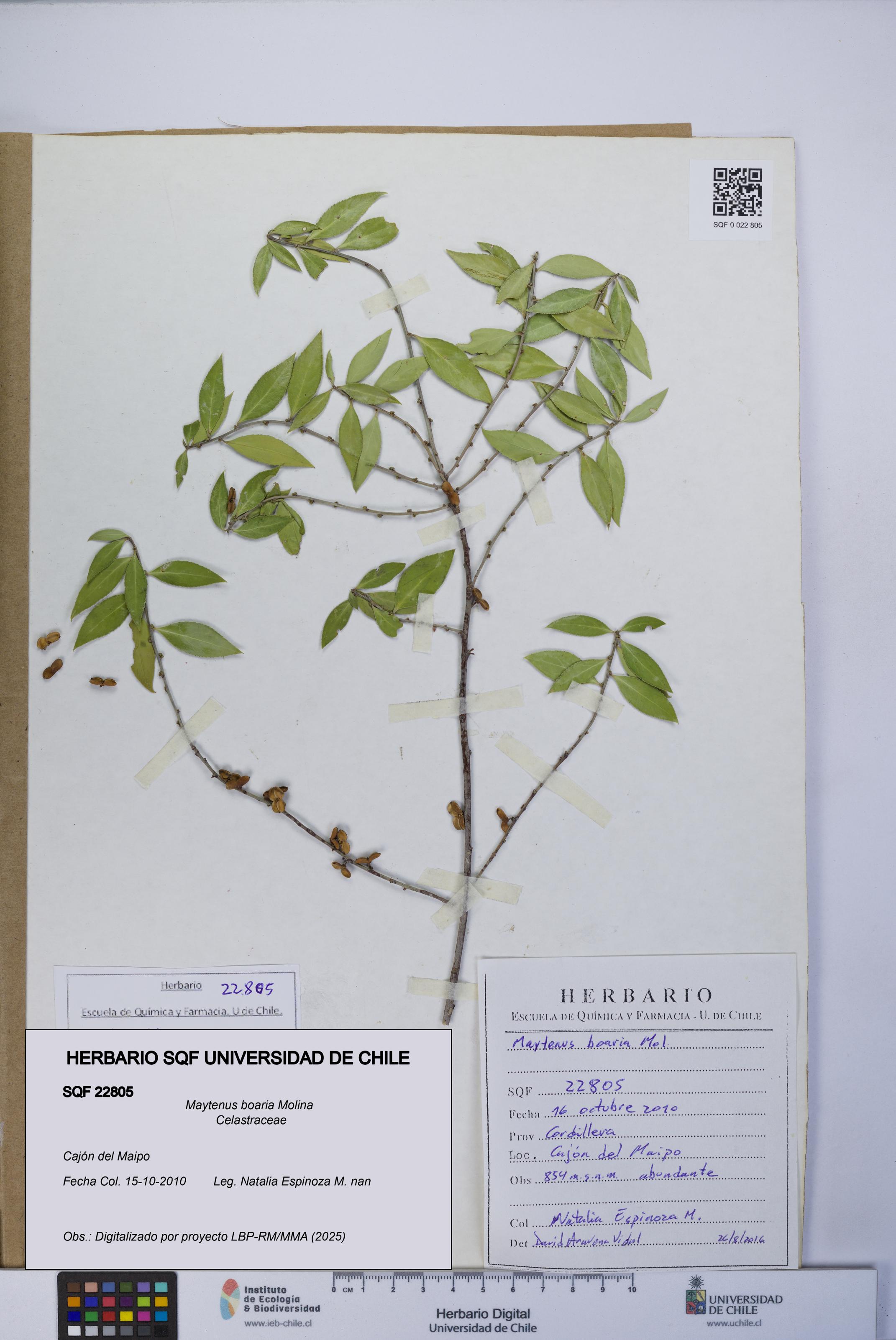 Maytenus boaria [Espécimen: UCH:SQF:0022805]