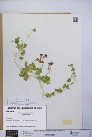 Tropaeolum tricolor [Espécimen: UCH:SQF:0022808]