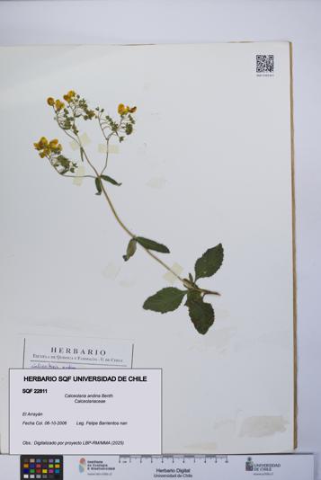 Calceolaria andina [Espécimen: UCH:SQF:0022811]