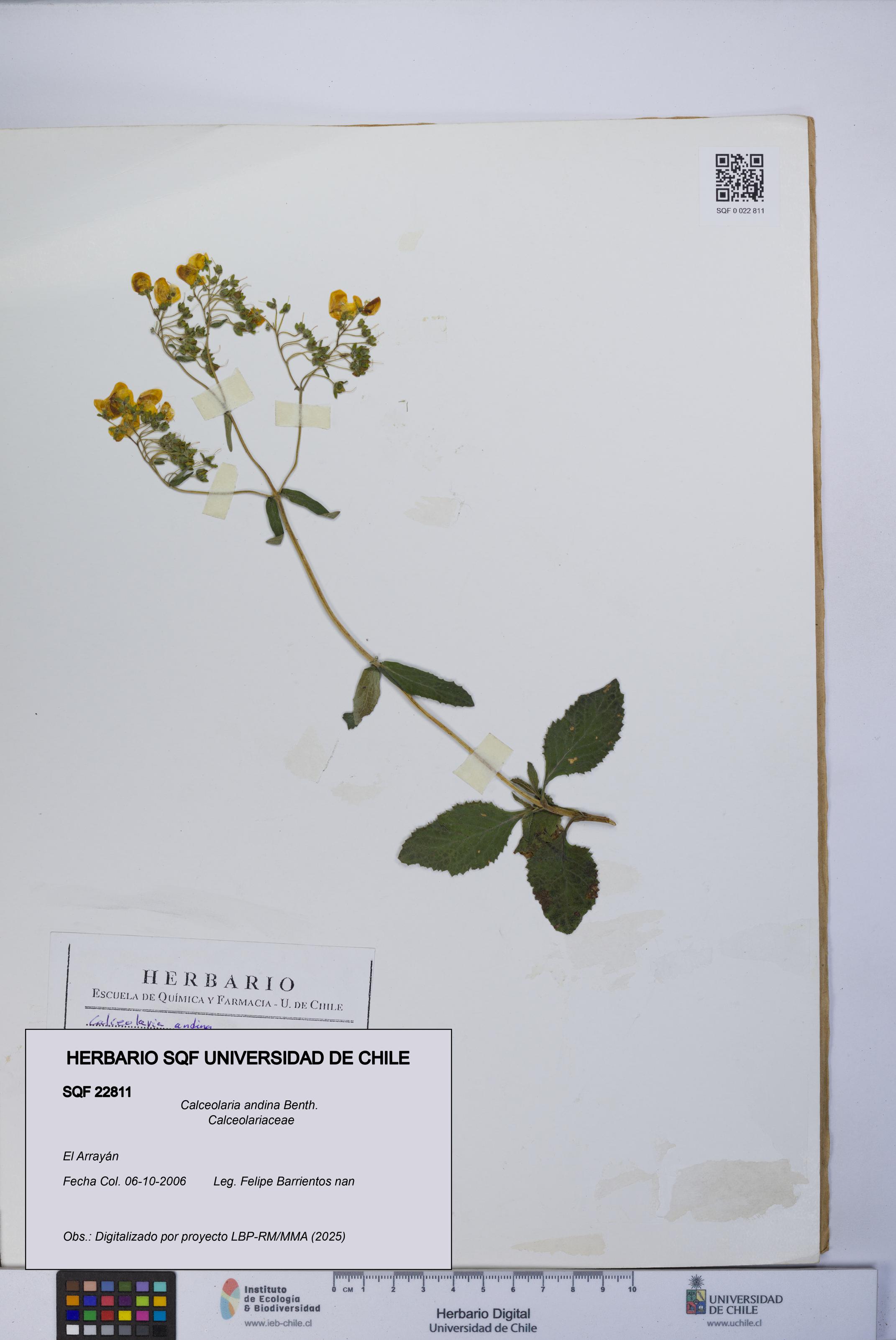 Calceolaria andina [Espécimen: UCH:SQF:0022811]