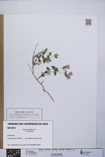 Viviania marifolia [Espécimen: UCH:SQF:0022814]