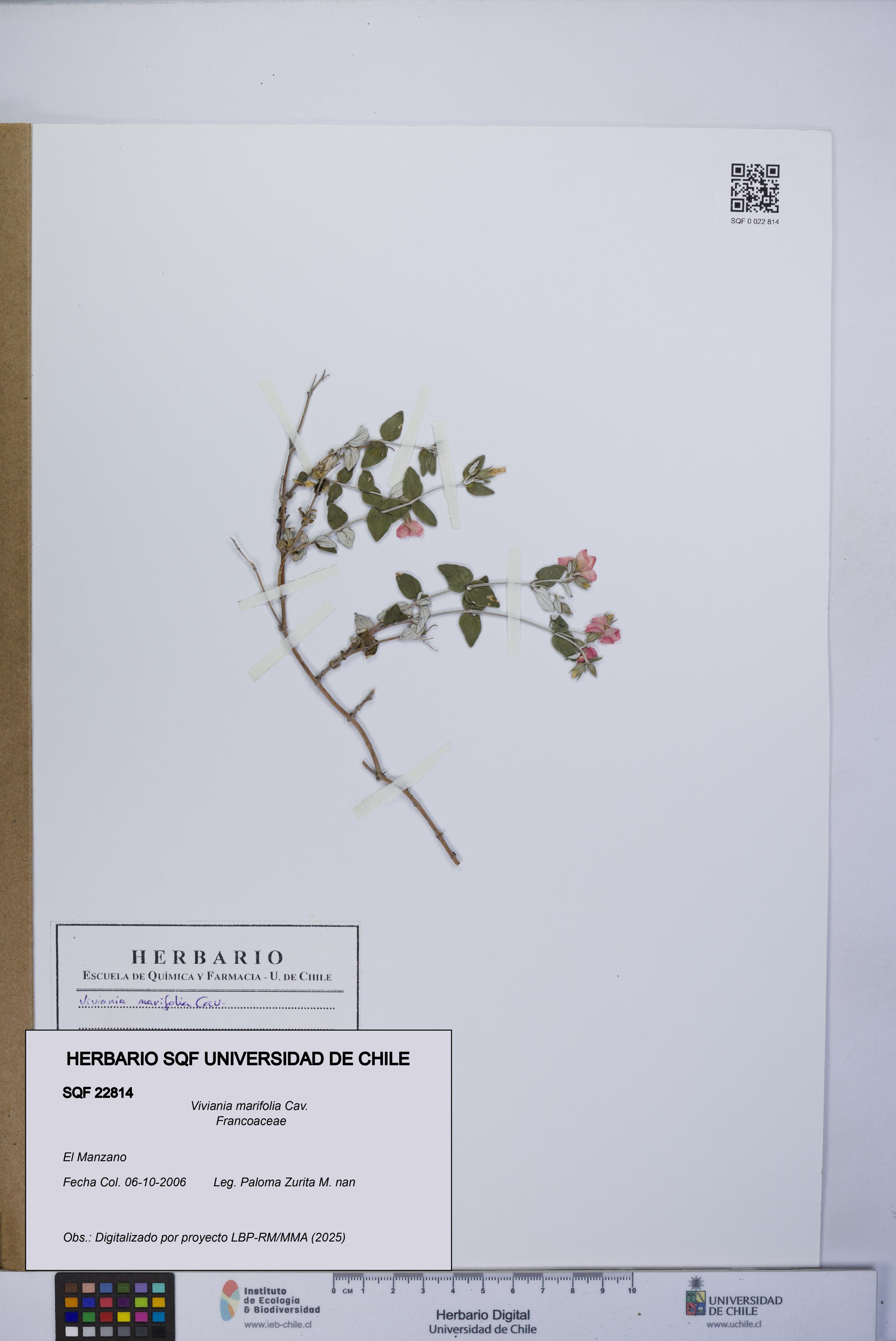 Viviania marifolia [Espécimen: UCH:SQF:0022814]