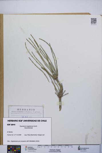 Equisetum bogotense [Espécimen: UCH:SQF:0022815]