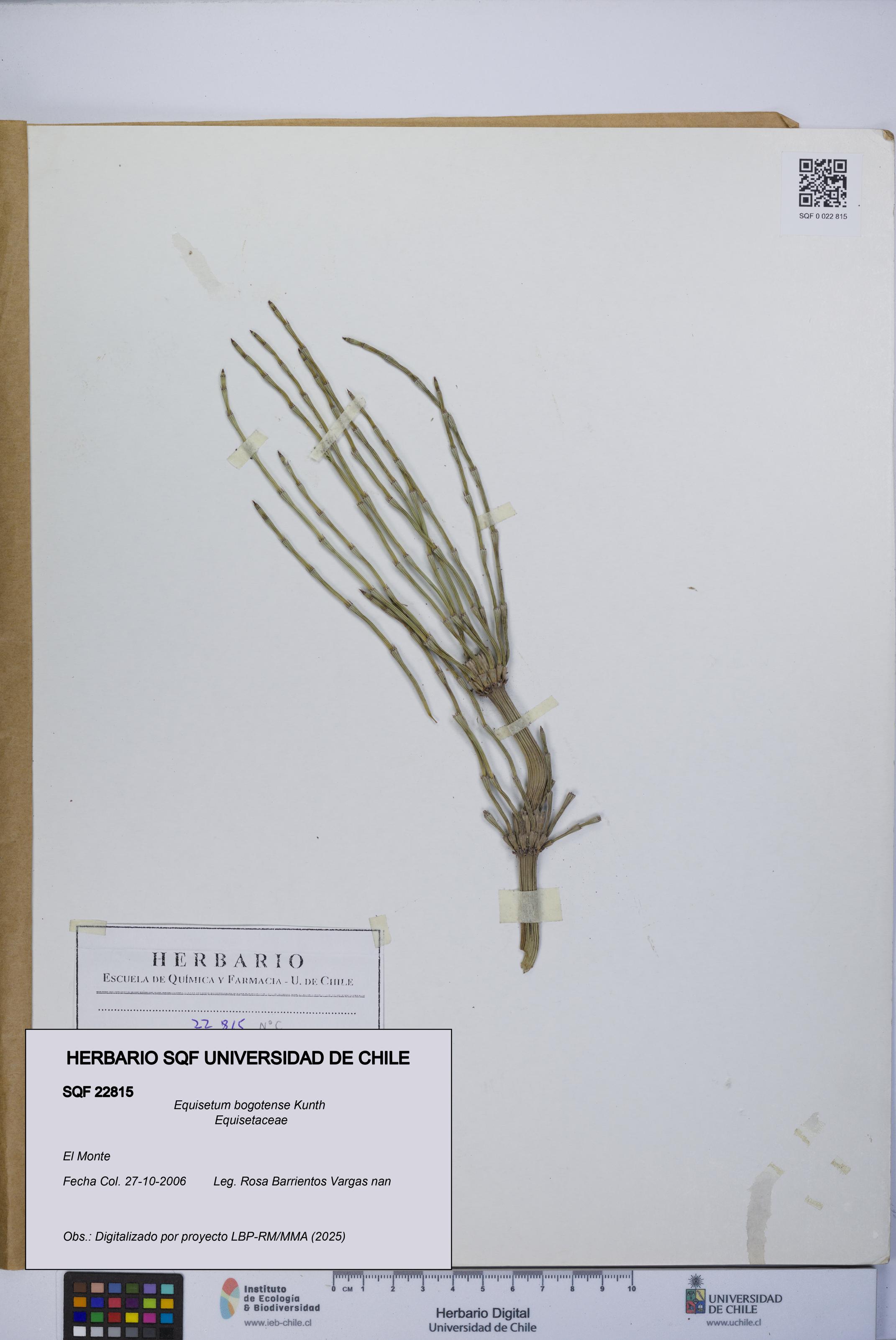 Equisetum bogotense [Espécimen: UCH:SQF:0022815]