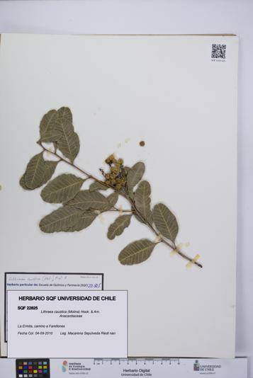 Lithraea caustica [Espécimen: UCH:SQF:0022825]