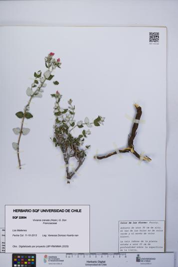 Viviania crenata [Espécimen: UCH:SQF:0022834]