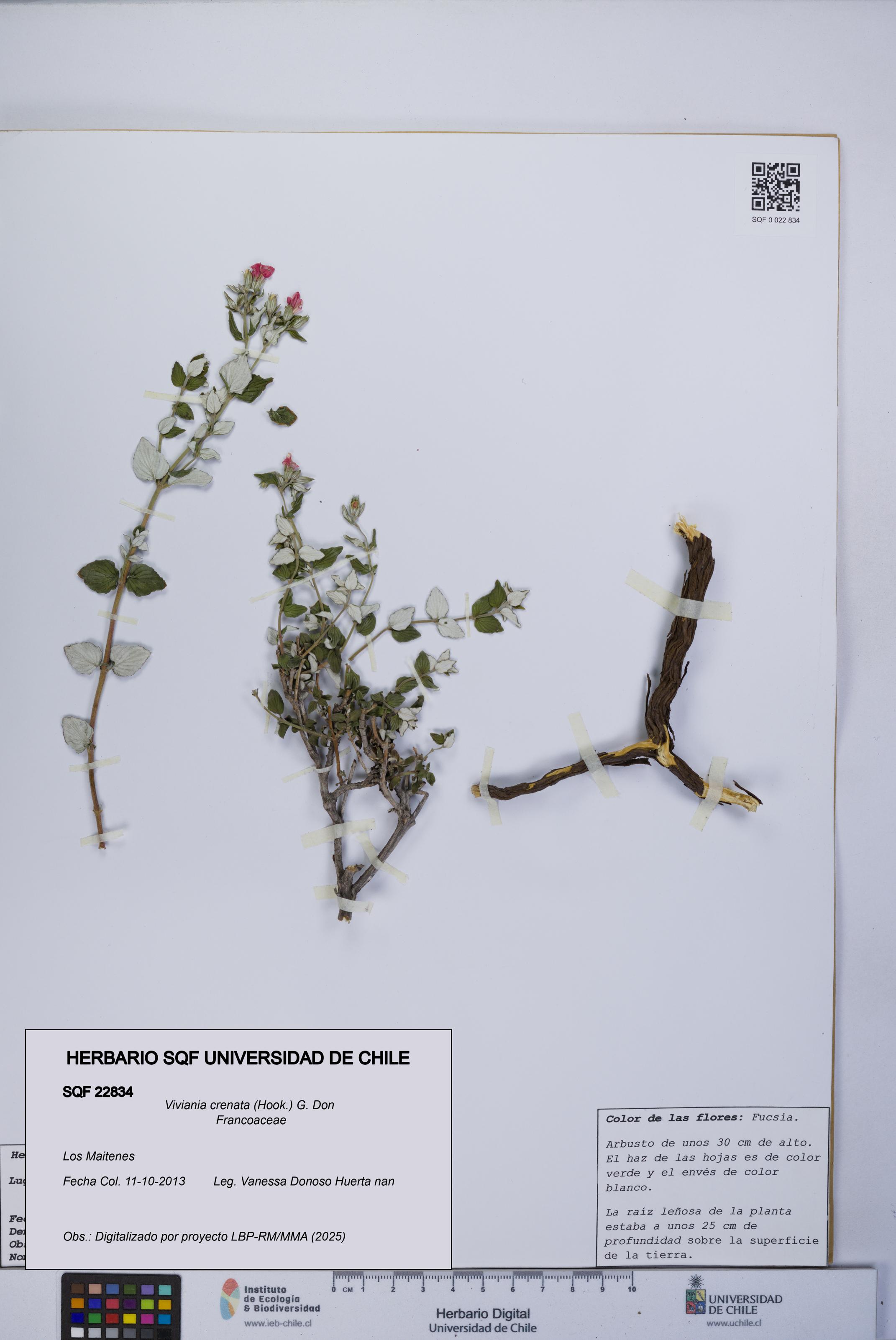 Viviania crenata [Espécimen: UCH:SQF:0022834]