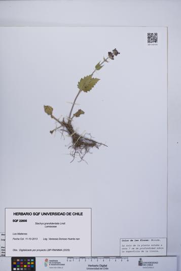 Stachys grandidentata [Espécimen: UCH:SQF:0022835]