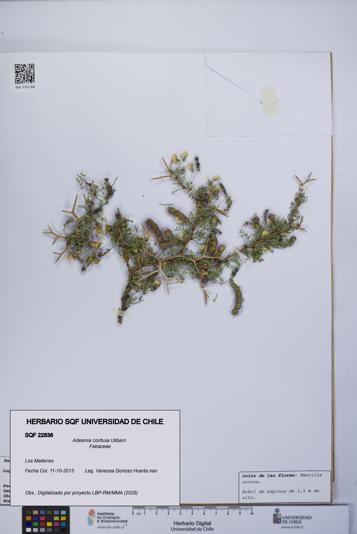 Adesmia confusa [Espécimen: UCH:SQF:0022836]