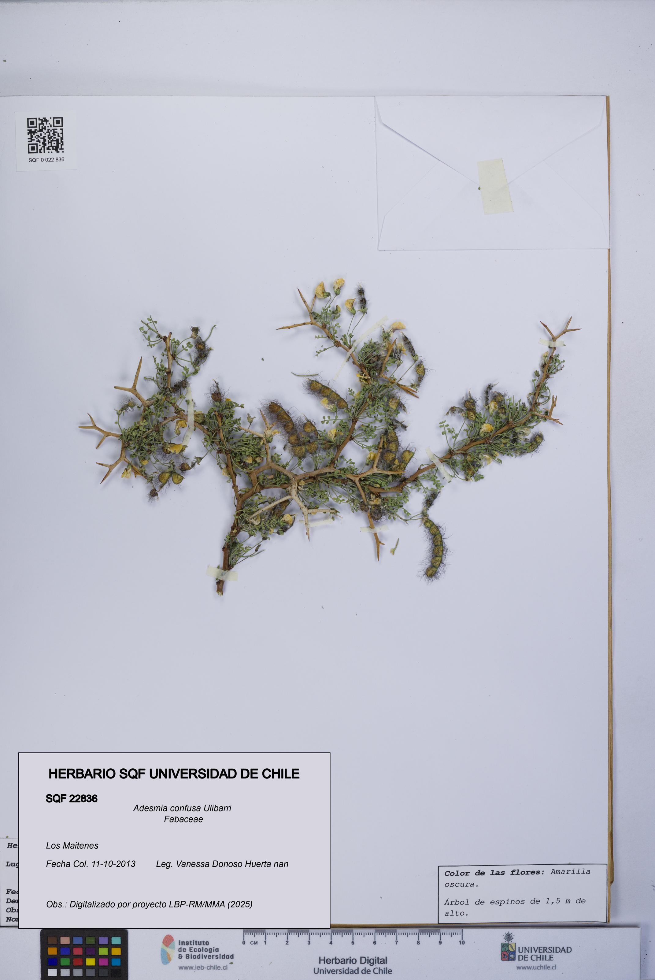 Adesmia confusa [Espécimen: UCH:SQF:0022836]