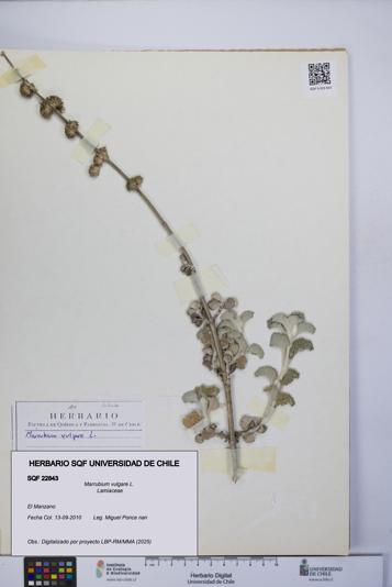Marrubium vulgare [Espécimen: UCH:SQF:0022843]