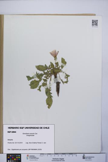 Oenothera acaulis [Espécimen: UCH:SQF:0022844]