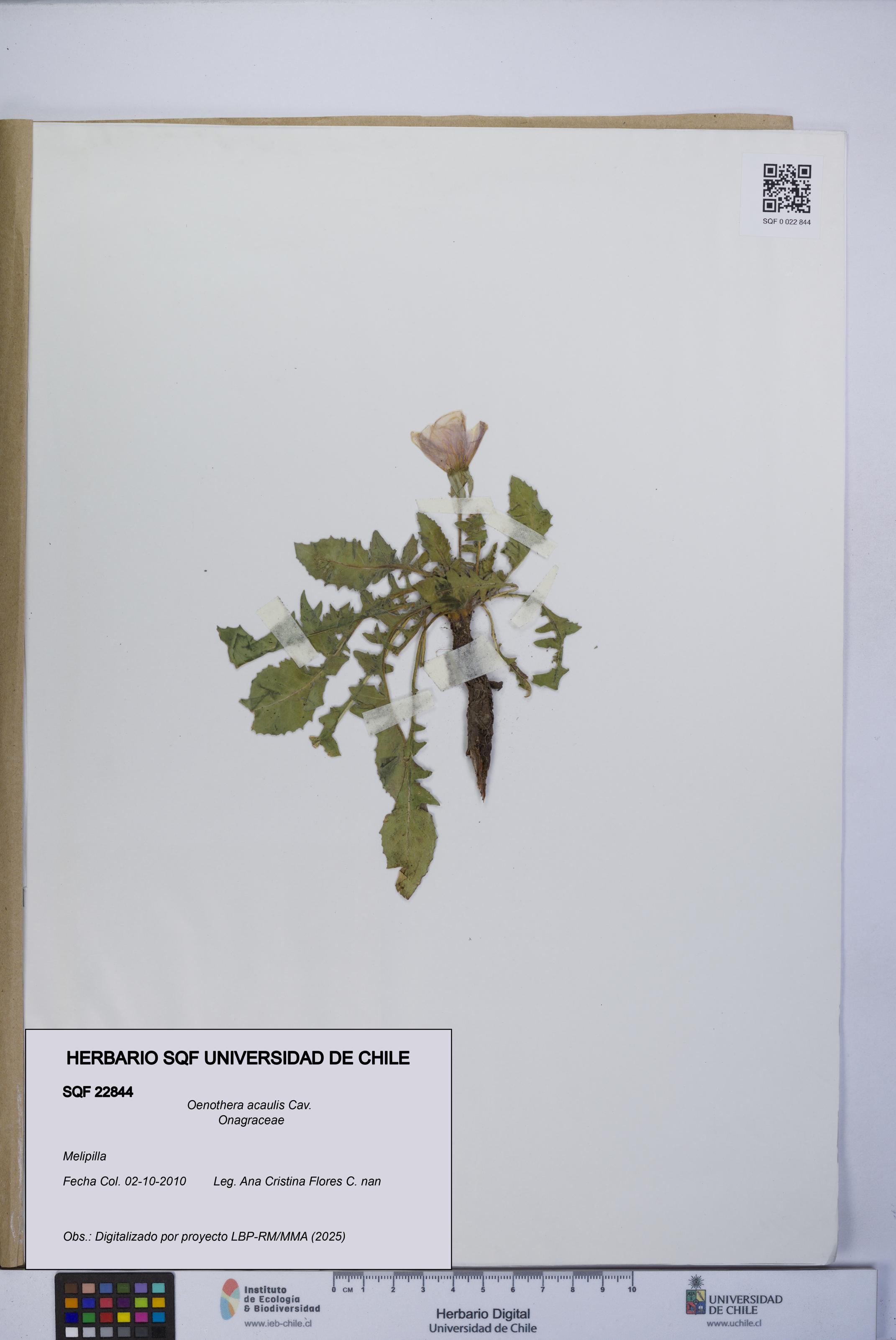 Oenothera acaulis [Espécimen: UCH:SQF:0022844]